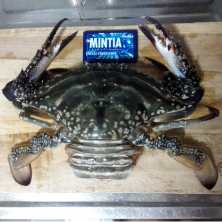 これが男の ワタリガニの味噌汁 そよかぜ釣行記 これが男の ワタリガニの味噌汁 そよかぜ釣行記