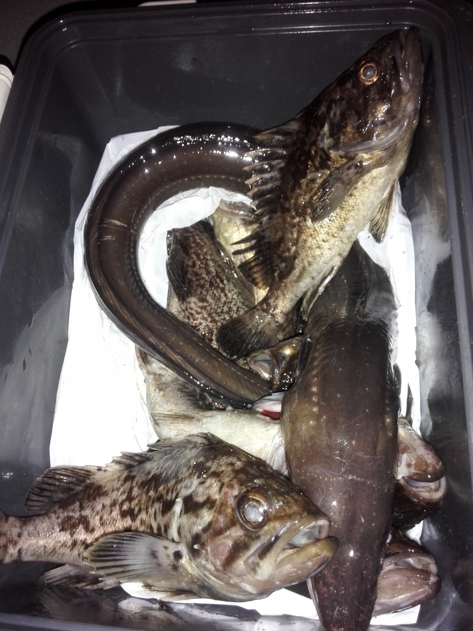 Blueblue シーライドミニ 3g M16 ピンクjoker 54 Off