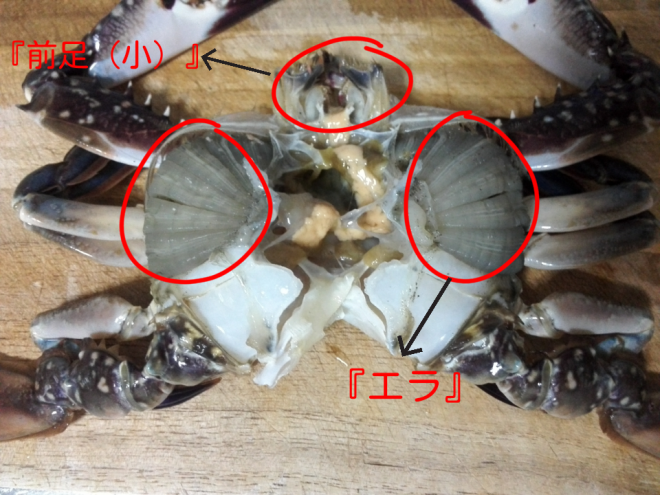 簡単 ワタリガニ 砂を残さない 解体 下処理 そよかぜ釣行記 簡単 ワタリガニ 砂を残さない 解体 下処理 そよかぜ釣行記