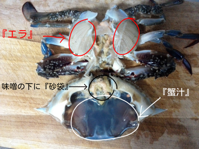 簡単 ワタリガニ 砂を残さない 解体 下処理 そよかぜ釣行記