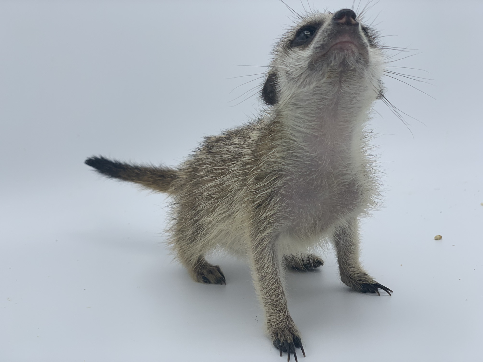 ミーアキャットさん ナショナルジオグラフィック NATIONAL GEOGRAPHIC.JP
