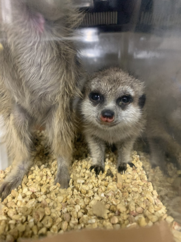 お迎え済 ミーアキャット なちゅらりずむ ミーアのしっぽ お迎え済 ミーアキャット なちゅらりずむ ミーアのしっぽ