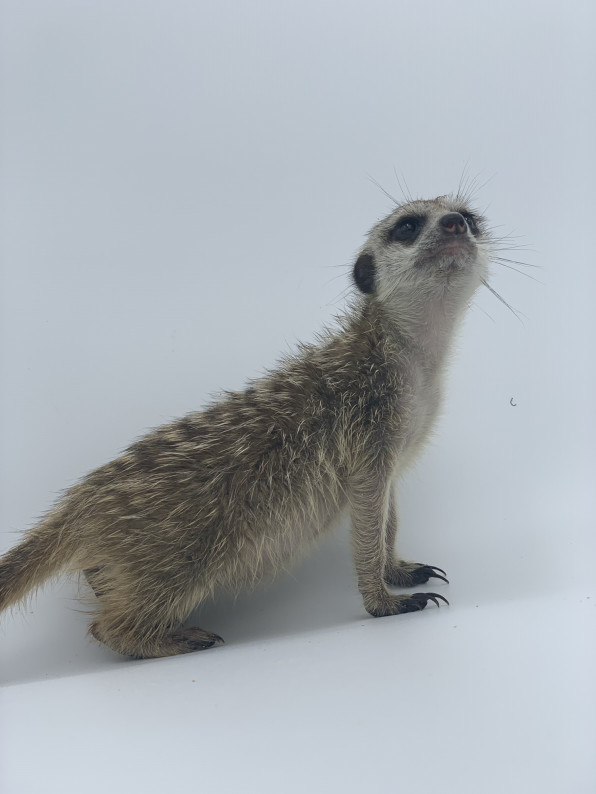 ミーアキャット なちゅらりずむ ミーアのしっぽ ミーアキャット なちゅらりずむ ミーアのしっぽ
