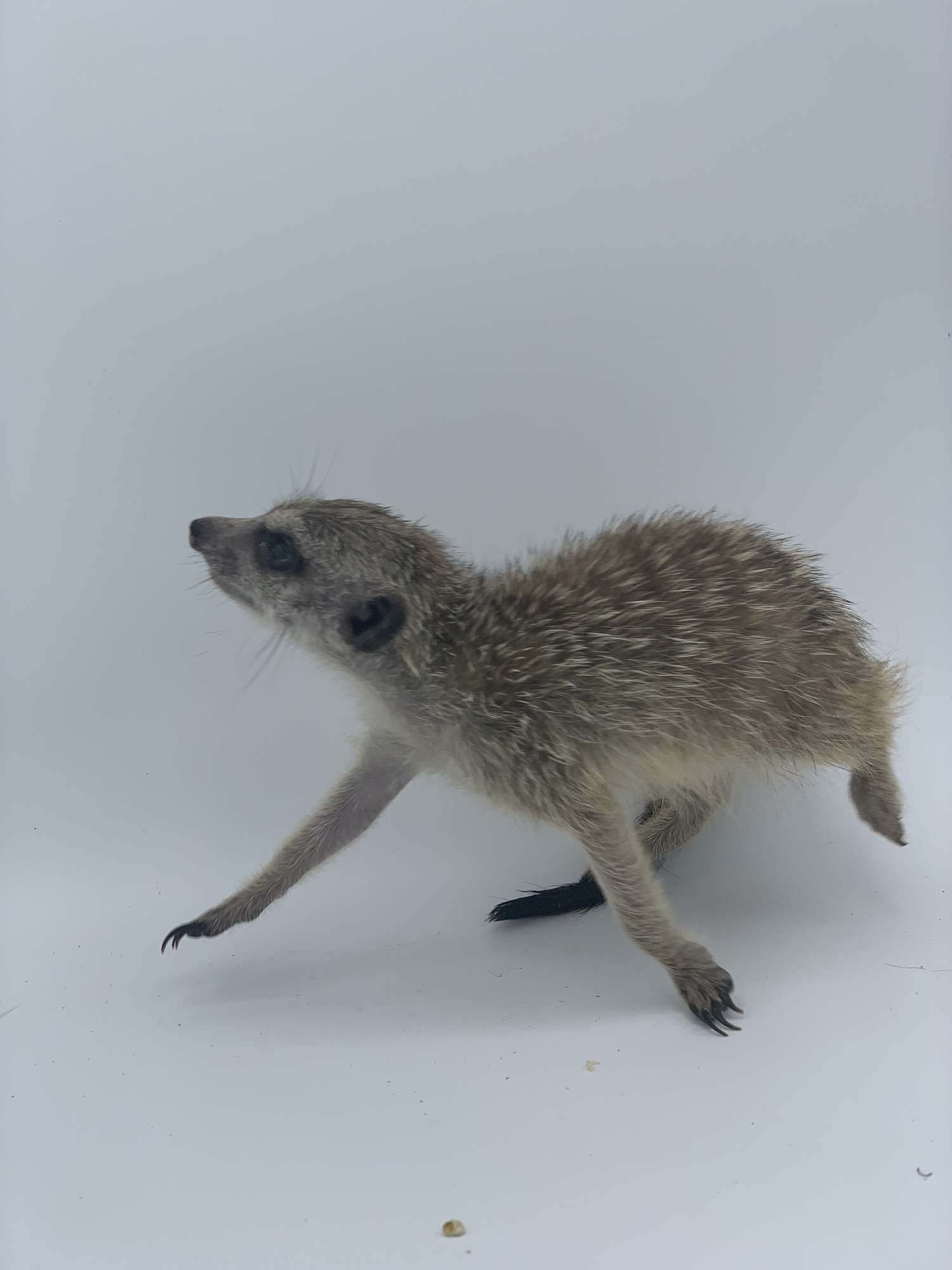タイ産のミーアキャットbabyが到着です