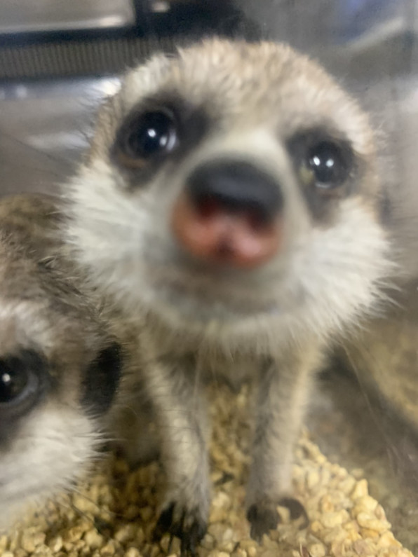 お迎え済 ミーアキャット なちゅらりずむ ミーアのしっぽ