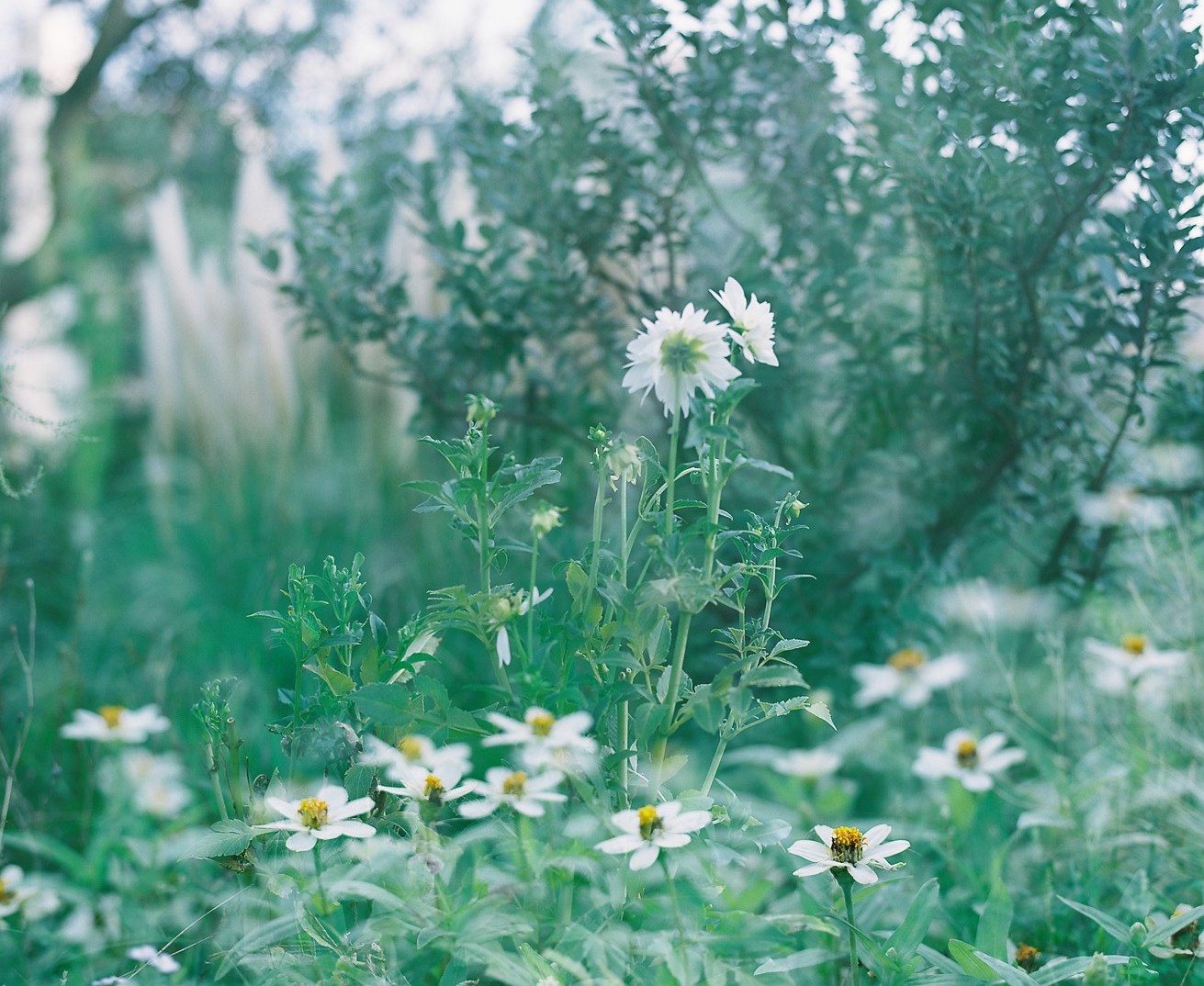 mamiya RZ67＋mamiya SEKOR Z 110mm F/2.8での実写レビュー（作例