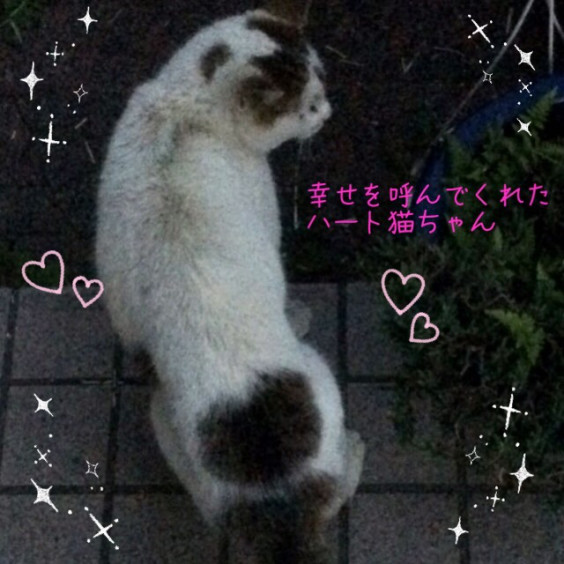 幸せを呼ぶハートぶち猫丸出しチャーム 動物にも愛を 餅猫シダーの部屋 ブログ版