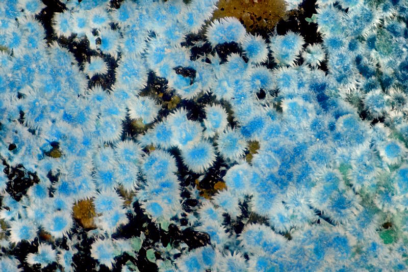 炭酸青針銅鉱 Carbonatecyanotrichite | Rare minerals Research