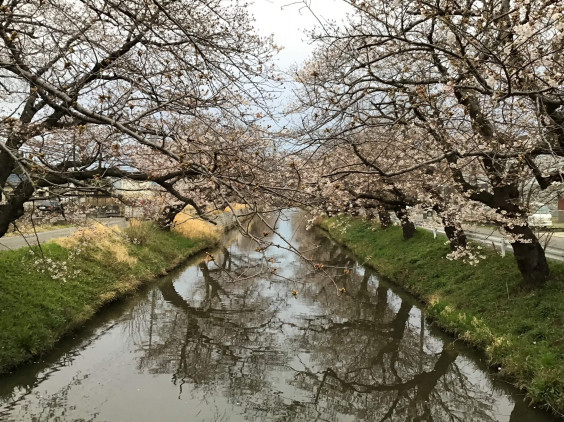 開花して4日目の土浦の桜 三浦春馬応援プロジェクト