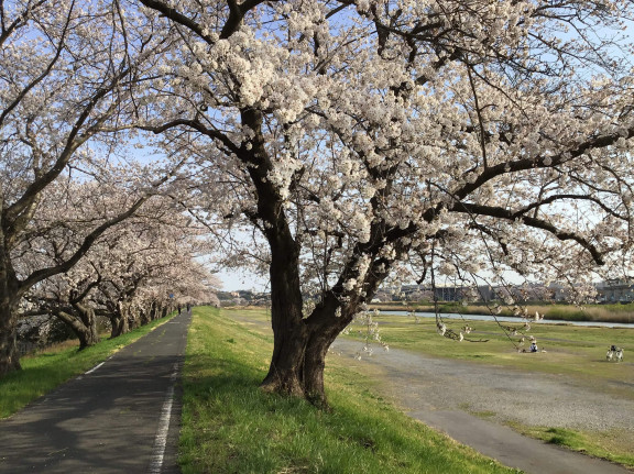 土浦市 桜情報 三浦春馬応援プロジェクト