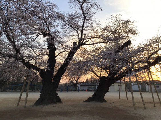 真鍋小学校の桜 夕暮れと共に 三浦春馬応援プロジェクト