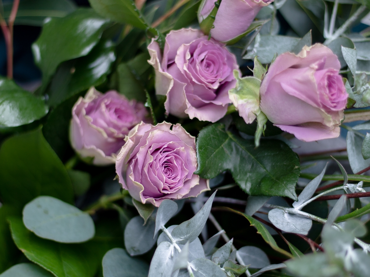 クラシカルパープルをお届けするにあたって」 世界の花屋様より | 三浦春馬応援プロジェクト