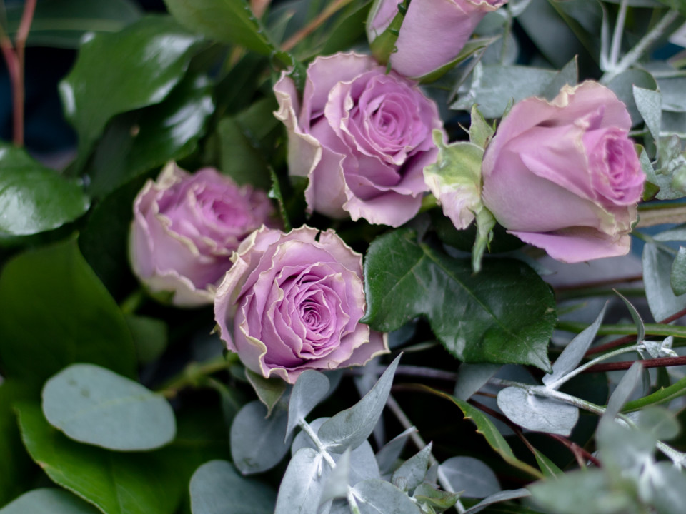 クラシカルパープルをお届けするにあたって 世界の花屋様より 三浦春馬応援プロジェクト