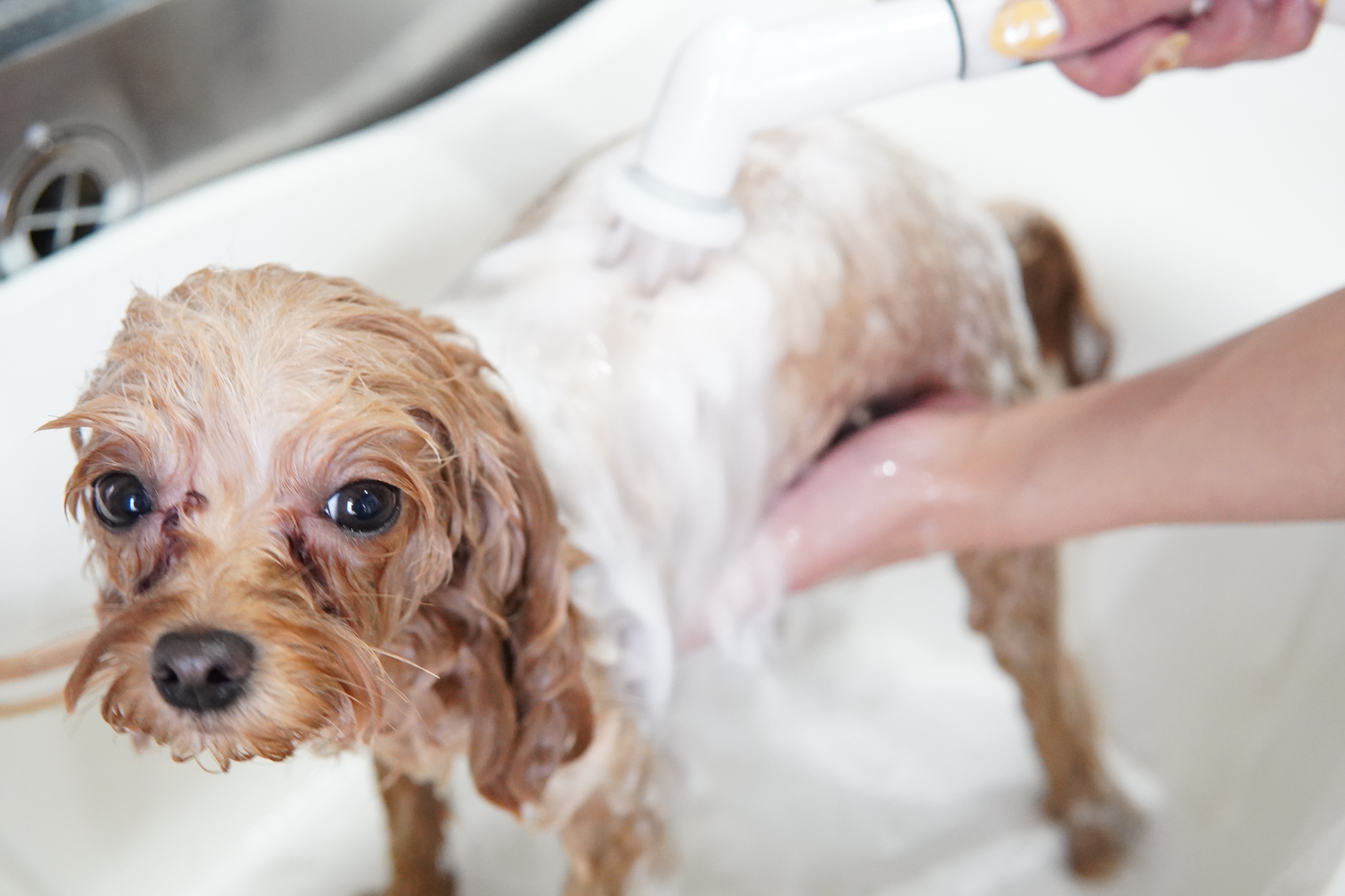 Trimming Menu Dog Salon Kamin