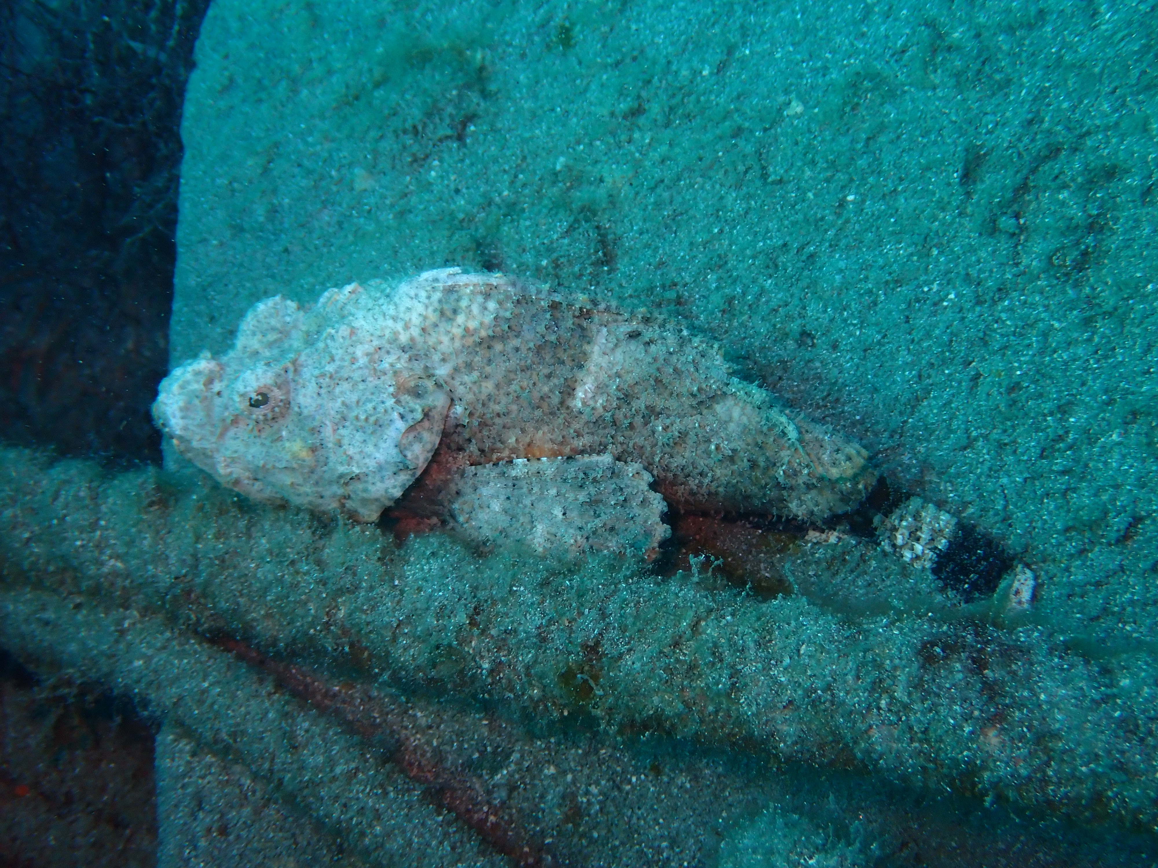 サツマカサゴ②