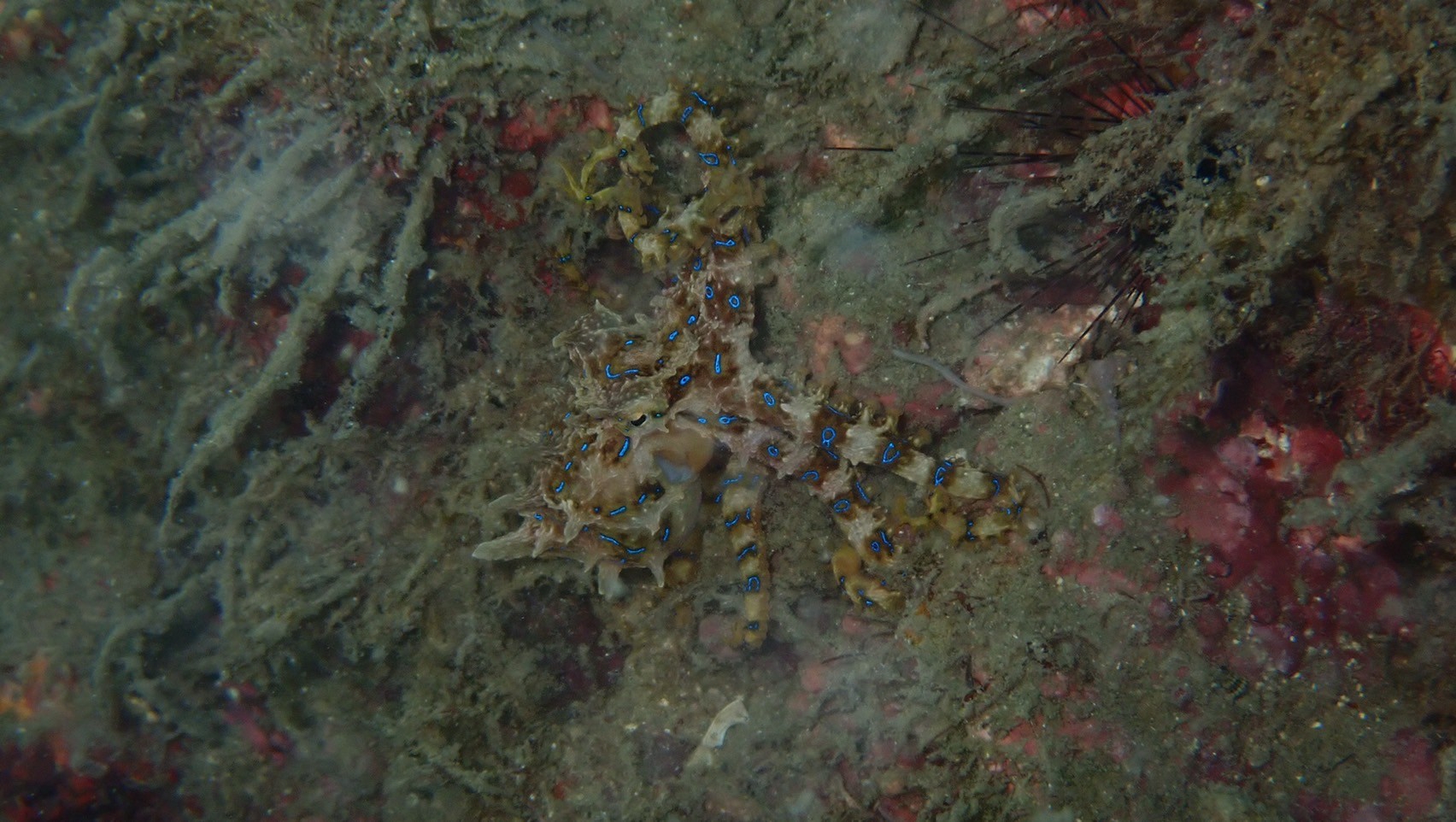 ヒョウモンダコ