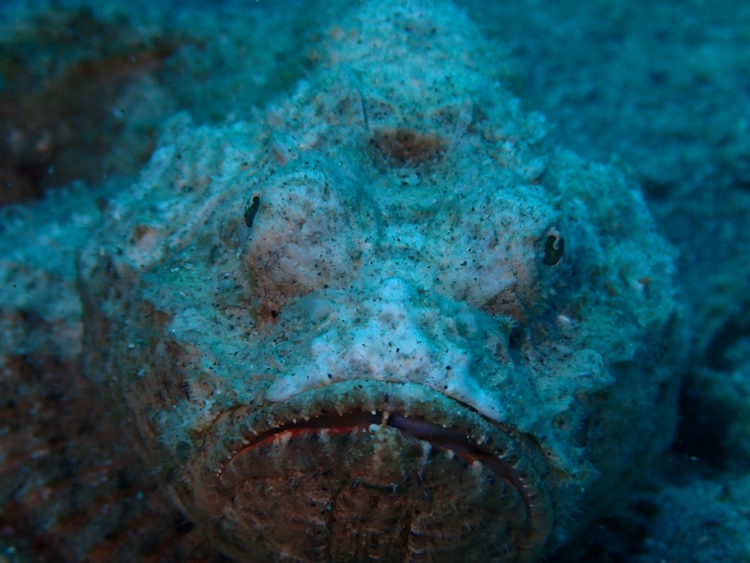 サツマカサゴ①