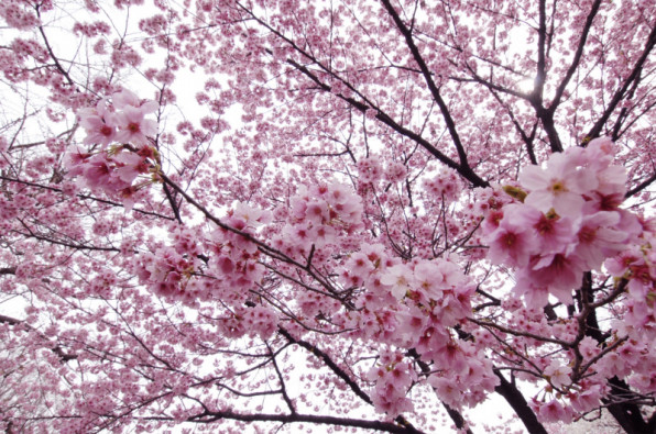 陽光桜 Online Limited Exhibitionyoko The Cherry Blossom Photography By Hidemi Ogata ソウコギャラリー アート ビジネス ライフスタイル 様々な発想が集まるクリエイティブのソウコ