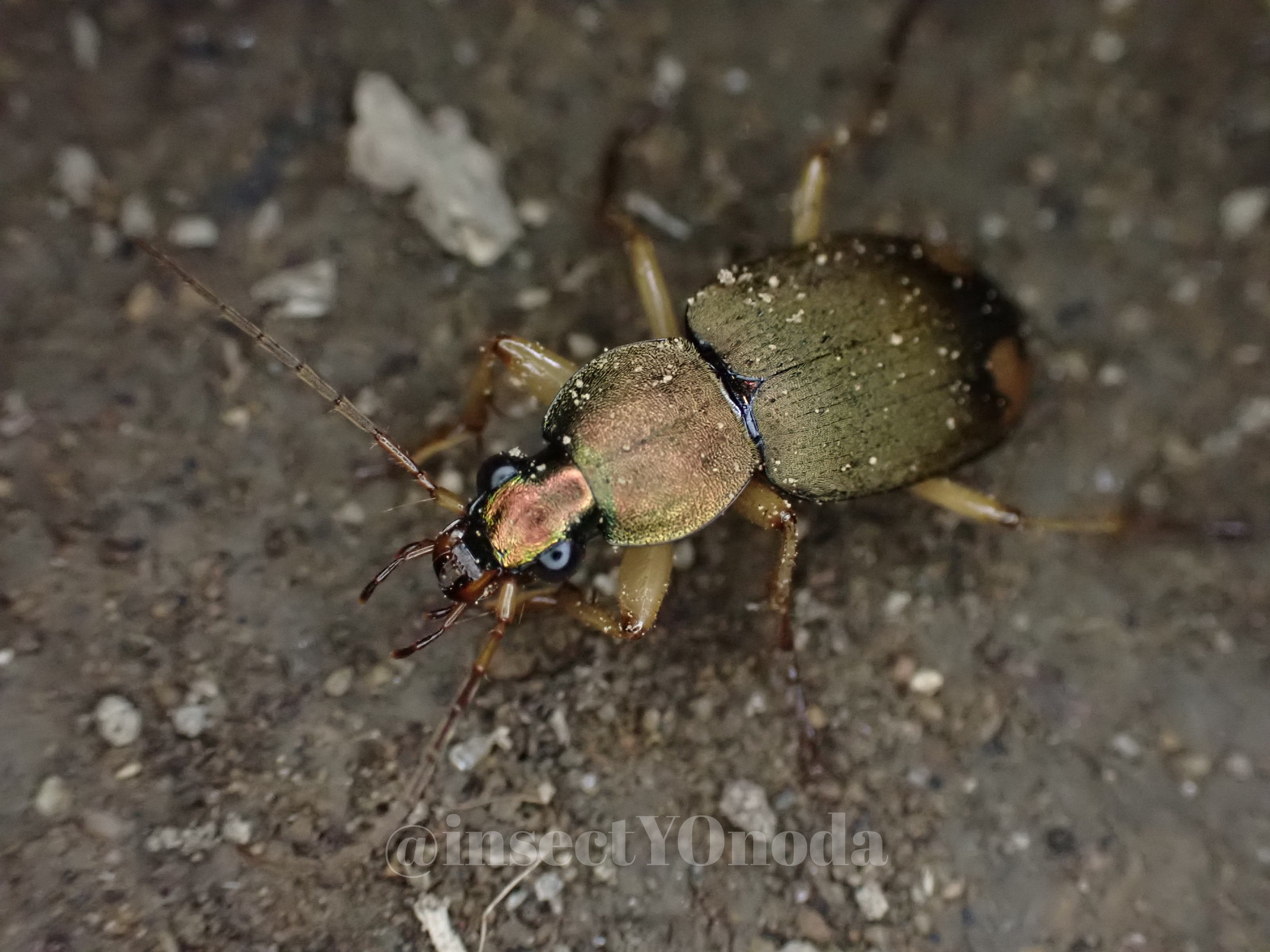 春到来!!オサムシ科昆虫の活動開始確認 | 常総みどりの会