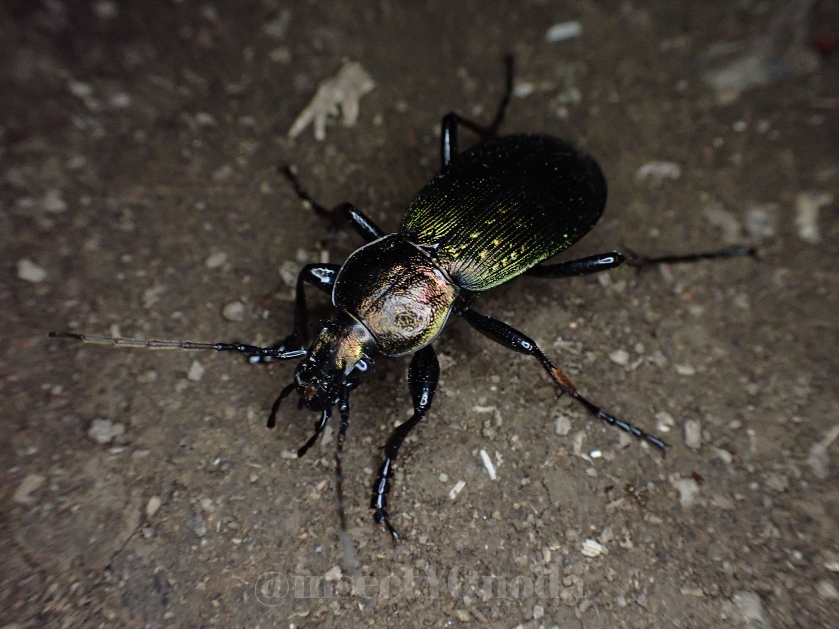 春到来!!オサムシ科昆虫の活動開始確認 | 常総みどりの会