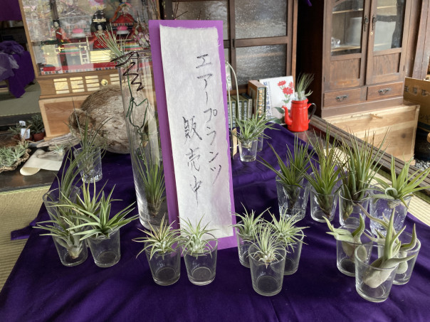 エアプランツも展示 販売しています 万葉カフェむらさき エアプランツも展示 販売しています 万葉カフェむらさき