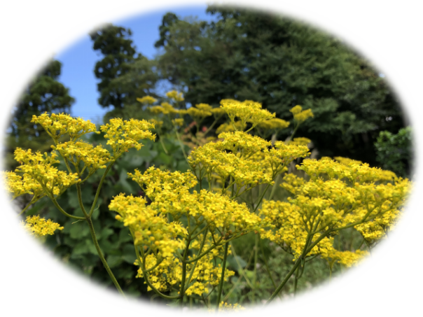 をみなへし 万葉カフェむらさき