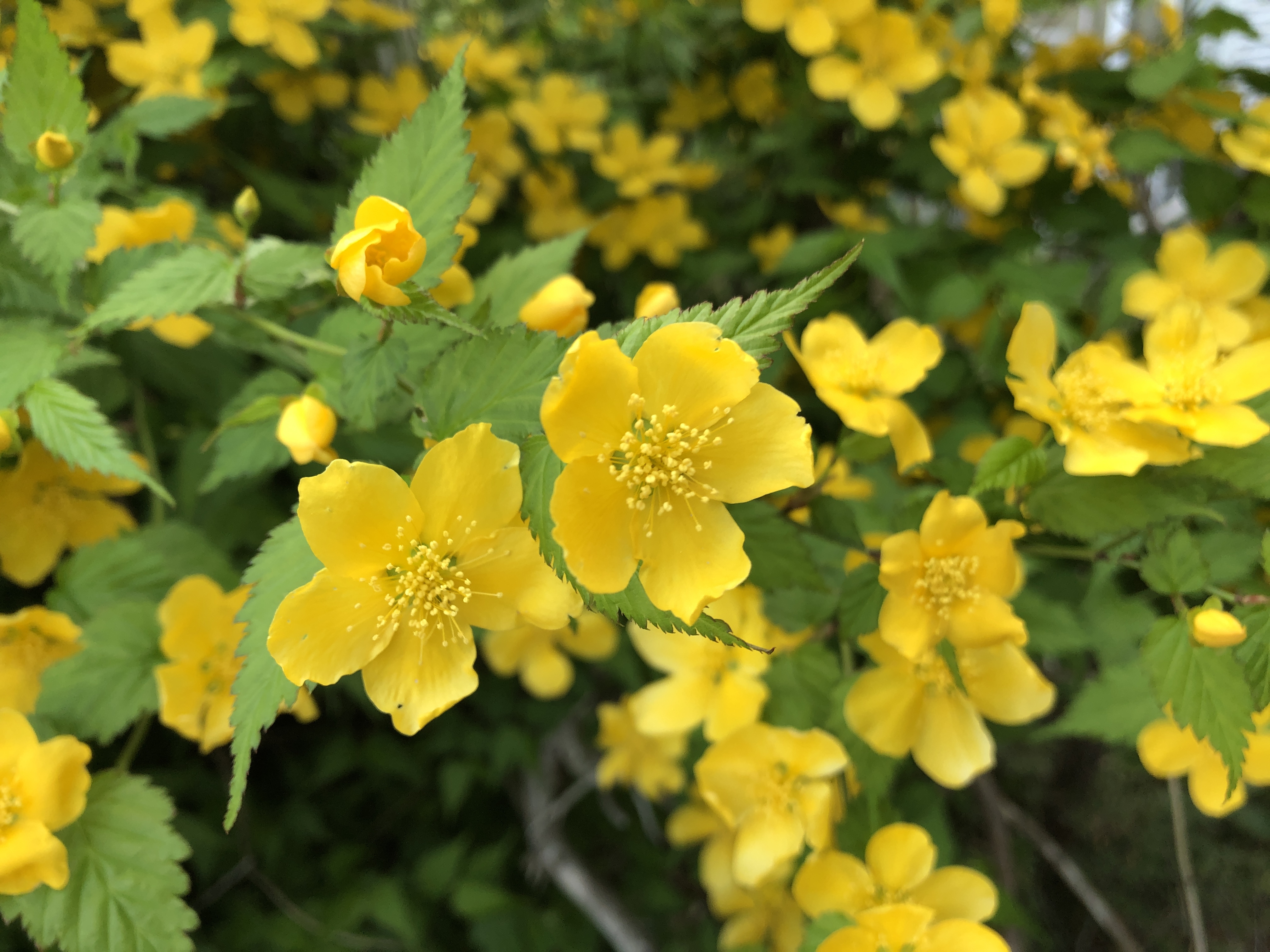 40年山吹の株　フラワーパークや庭のアクセントに 40年山吹の株 フラワーパークや庭のアクセントに