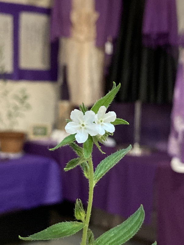 第5回 紫草 むらさき と万葉の花展5 11 6 13 拡大開催中 Npo法人 紫草と万葉の会 第5回 紫草 むらさき と万葉の花展5 11 6 13 拡大開催中 Npo法人 紫草と万葉の会
