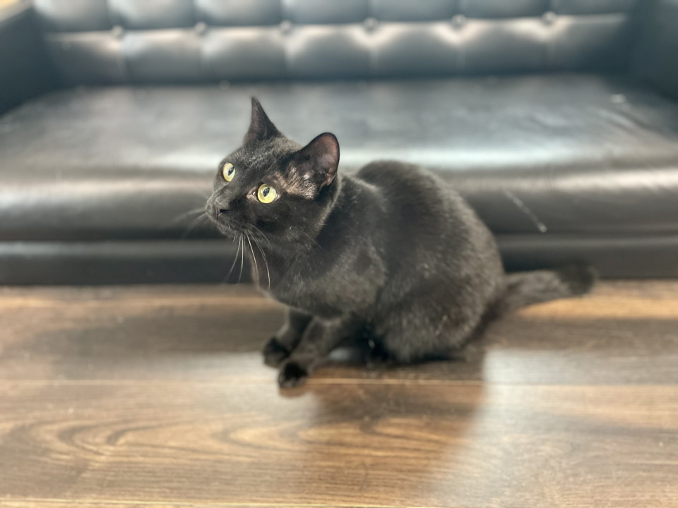 保護猫カフェ ねことお休みどころ しらたま 取材 夢心 Yumegokoro 保護猫カフェ ねことお休みどころ しらたま 取材 夢心 Yumegokoro