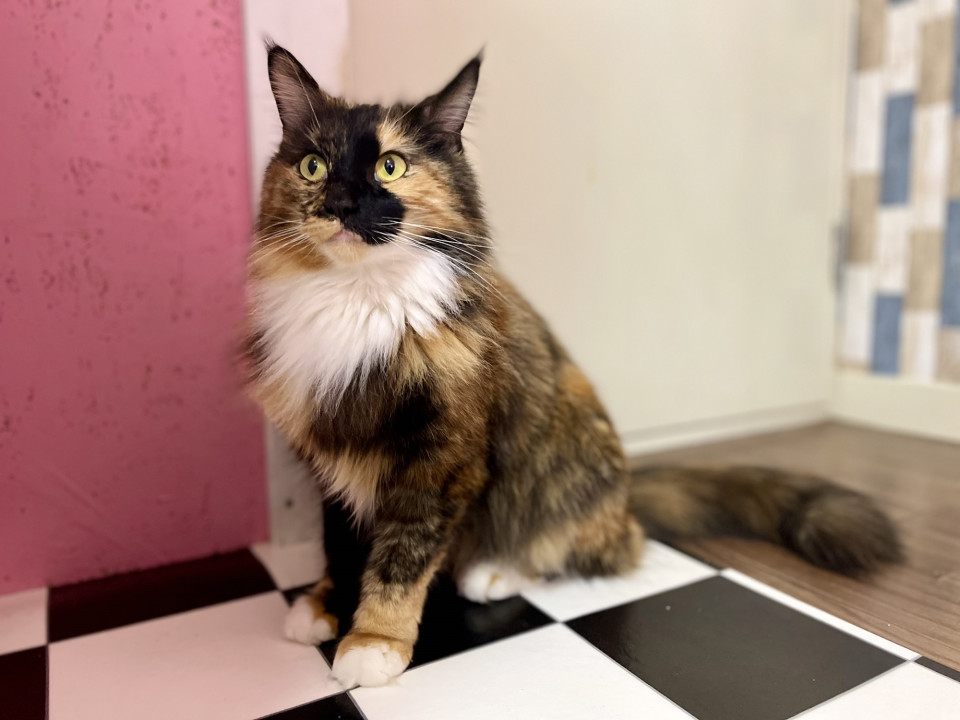 保護猫カフェ ねことお休みどころ しらたま 取材 夢心 Yumegokoro 保護猫カフェ ねことお休みどころ しらたま 取材 夢心 Yumegokoro