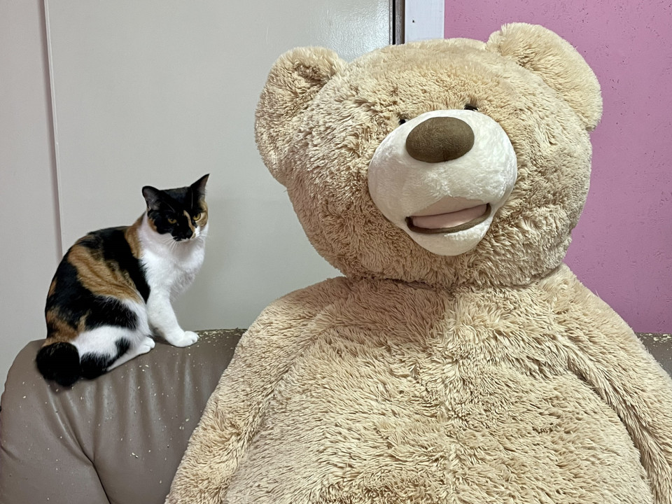 保護猫カフェ ねことお休みどころ しらたま 取材 夢心 Yumegokoro 保護猫カフェ ねことお休みどころ しらたま 取材 夢心 Yumegokoro