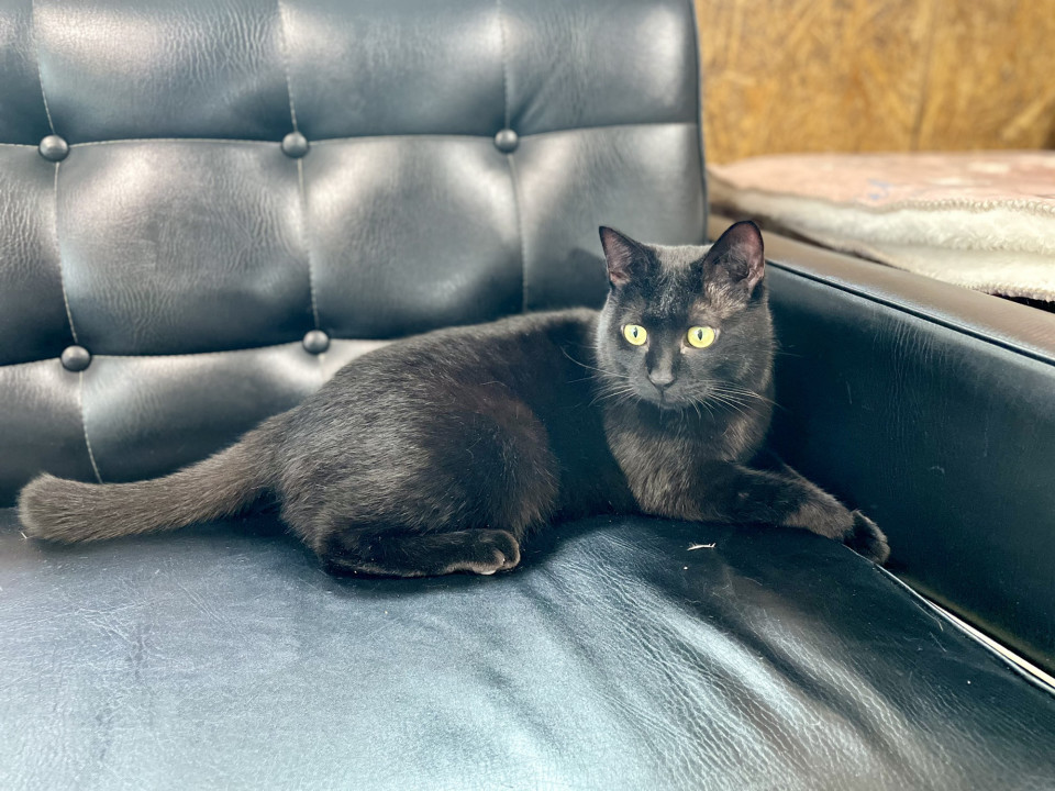 保護猫カフェ ねことお休みどころ しらたま 取材 夢心 Yumegokoro 保護猫カフェ ねことお休みどころ しらたま 取材 夢心 Yumegokoro