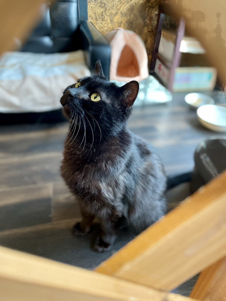 保護猫カフェ ねことお休みどころ しらたま 取材 夢心 Yumegokoro 保護猫カフェ ねことお休みどころ しらたま 取材 夢心 Yumegokoro