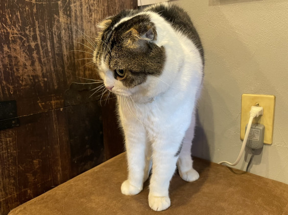 保護猫喫茶 要にゃんこ亭 取材 夢心 Yumegokoro 保護猫喫茶 要にゃんこ亭 取材 夢心 Yumegokoro