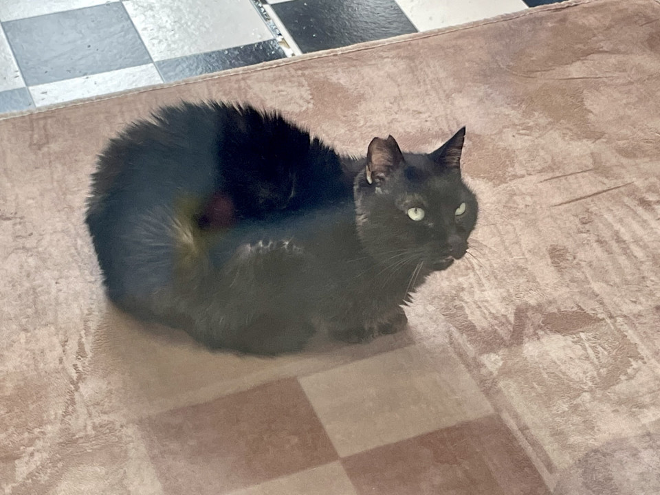 保護猫カフェ ねことお休みどころ しらたま 取材 夢心 Yumegokoro 保護猫カフェ ねことお休みどころ しらたま 取材 夢心 Yumegokoro