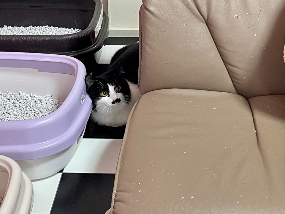 保護猫カフェ ねことお休みどころ しらたま 取材 夢心 Yumegokoro 保護猫カフェ ねことお休みどころ しらたま 取材 夢心 Yumegokoro