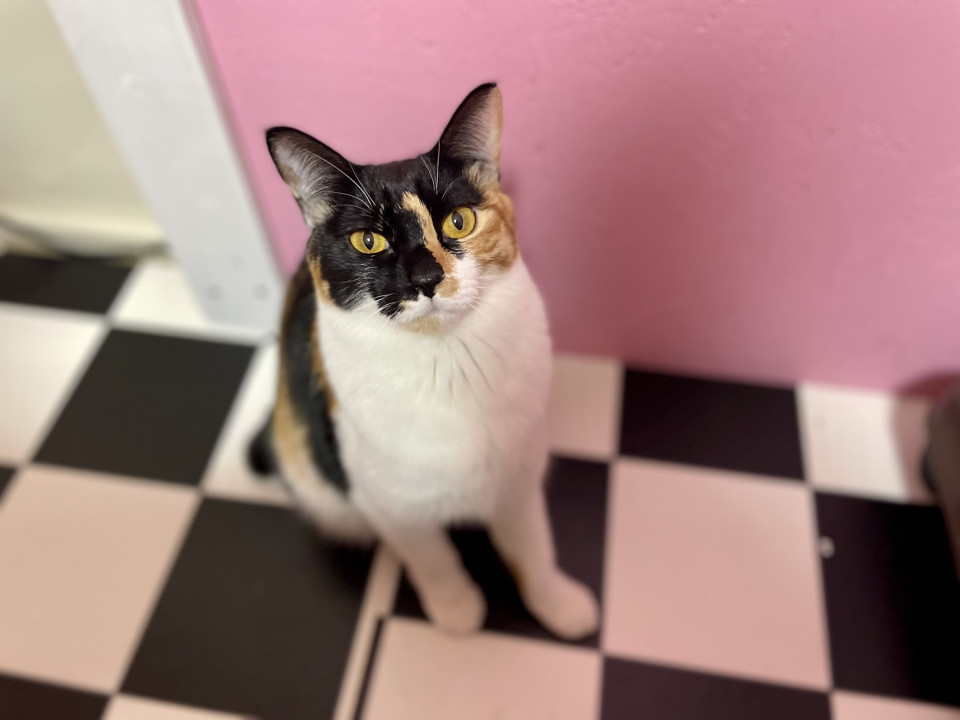 保護猫カフェ ねことお休みどころ しらたま 取材 夢心 Yumegokoro 保護猫カフェ ねことお休みどころ しらたま 取材 夢心 Yumegokoro