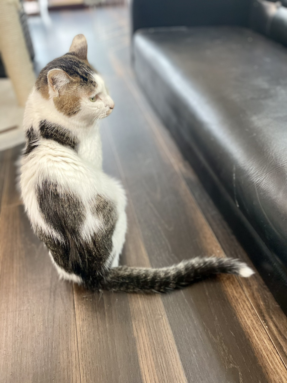 保護猫カフェ ねことお休みどころ しらたま 取材 夢心 Yumegokoro 保護猫カフェ ねことお休みどころ しらたま 取材 夢心 Yumegokoro