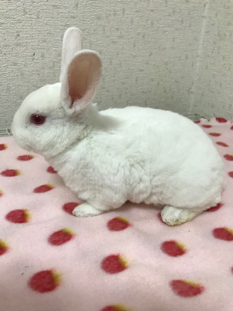 お迎え頂けるうさぎちゃん うさぎ専門店マシュ マロウ