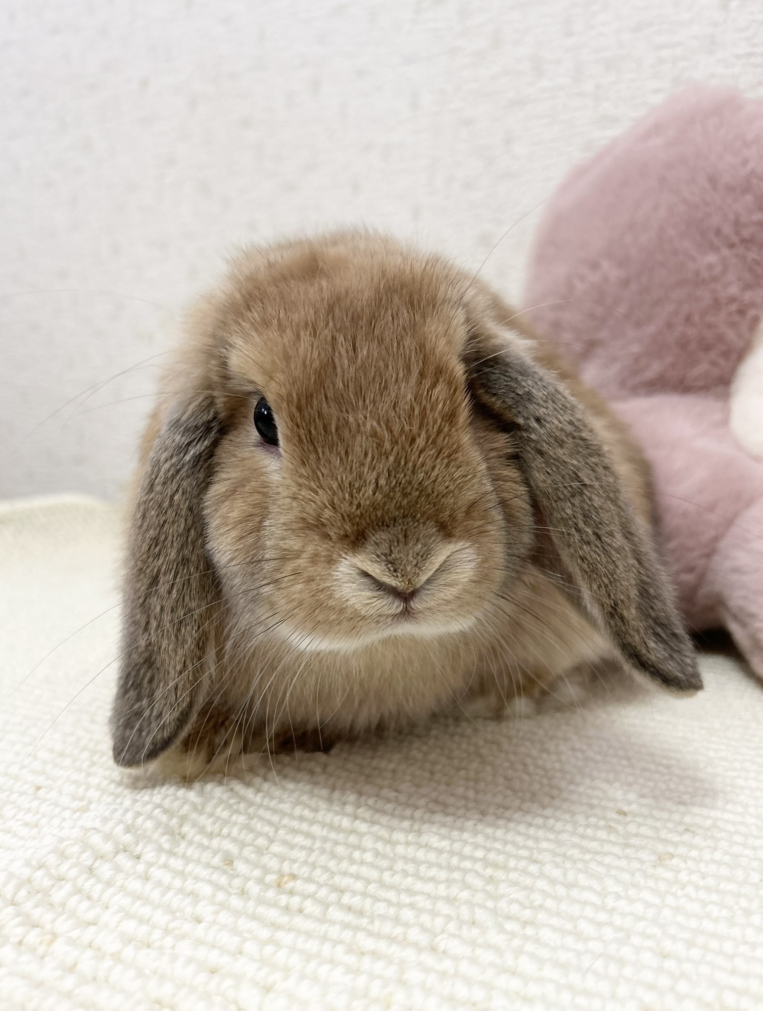 お迎え頂けるうさぎちゃん | うさぎ専門店マシュ・マロウ