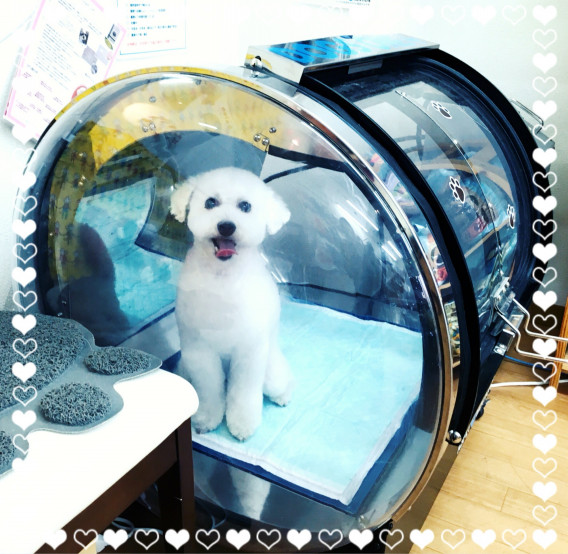 【ベストコレクション】 犬 酸素カプセル 238940犬 酸素カプセル 東京