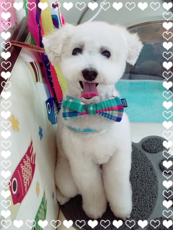 ナイスポーズ ペットコロニー スタッフ S Ownd