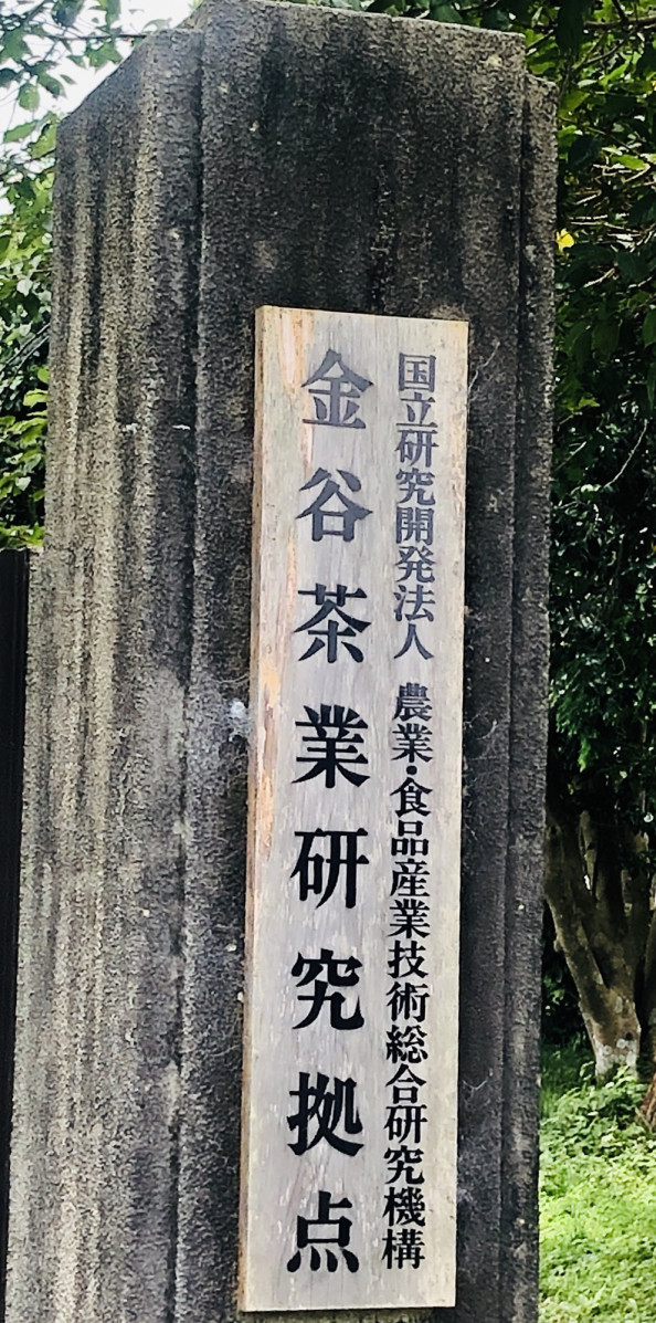 野菜茶業研究所様に久しぶりお邪魔 池田先生に美味しい烏龍茶を入れて頂きました 美味しかったです ありがとうございました Benefitea株式会社