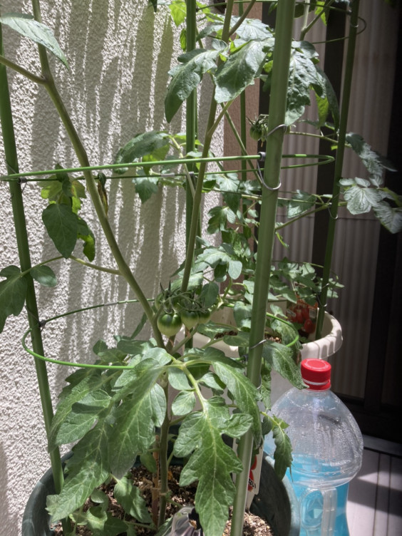 ベランダのトマト 二人の巣鴨