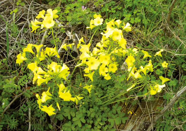 オオキバナカタバミ 山口 琉球等帰化植物図鑑 17