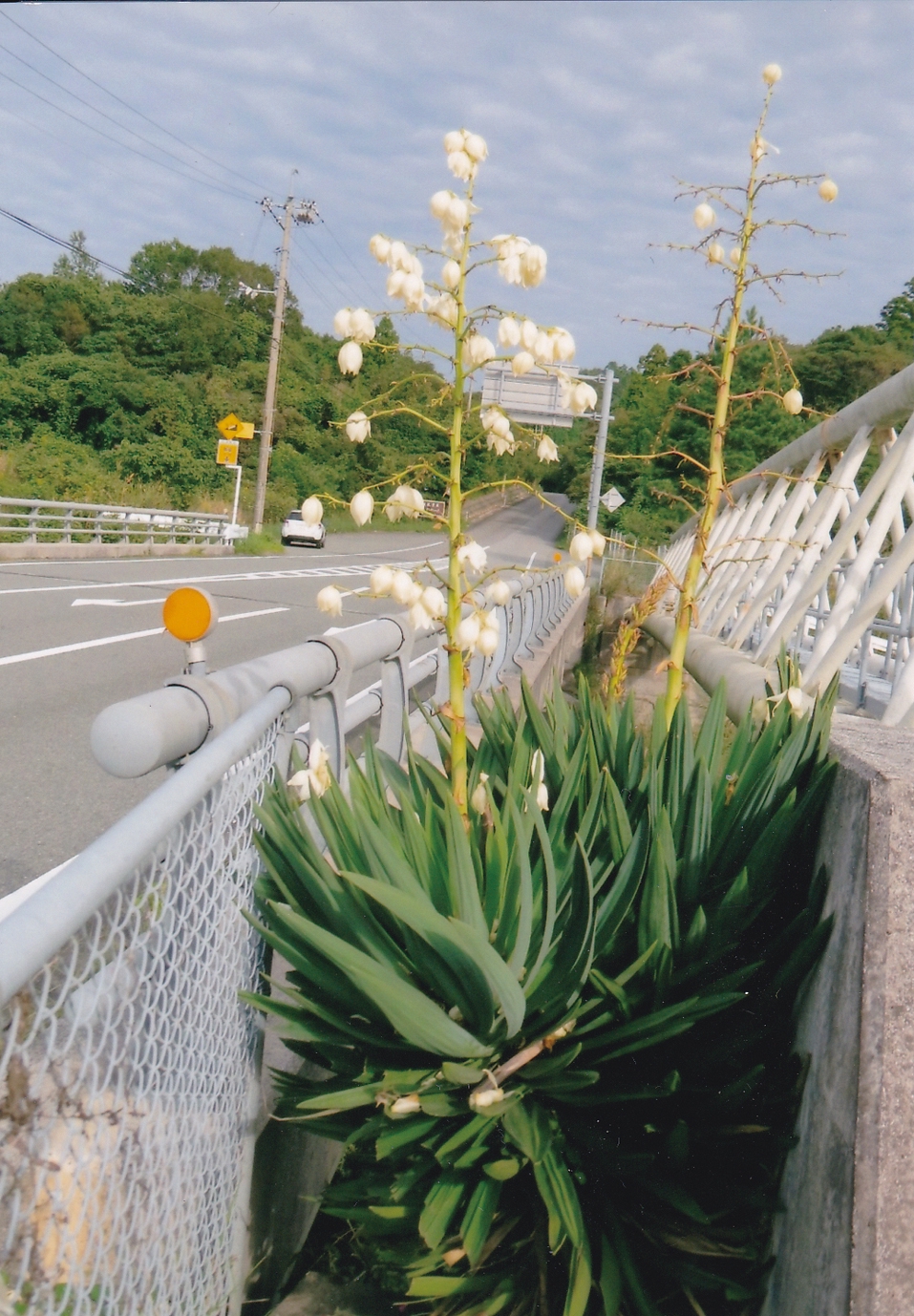 アツバキミガヨラン | 山口・琉球等帰化植物図鑑 2017