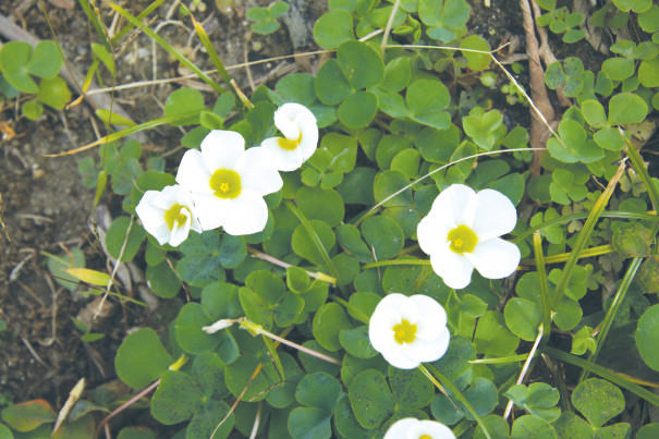 フヨウカタバミ 山口 琉球等帰化植物図鑑 17