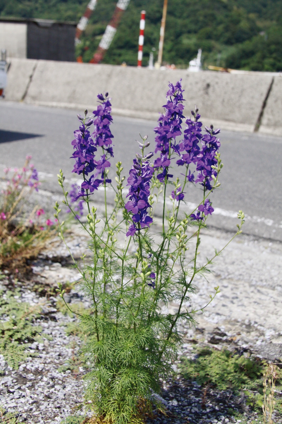 ヒエンソウ 育て方: ヒエンソウ 種まき 時期 , 【花】デルフィニウムの育て方・植え付け – LKYC