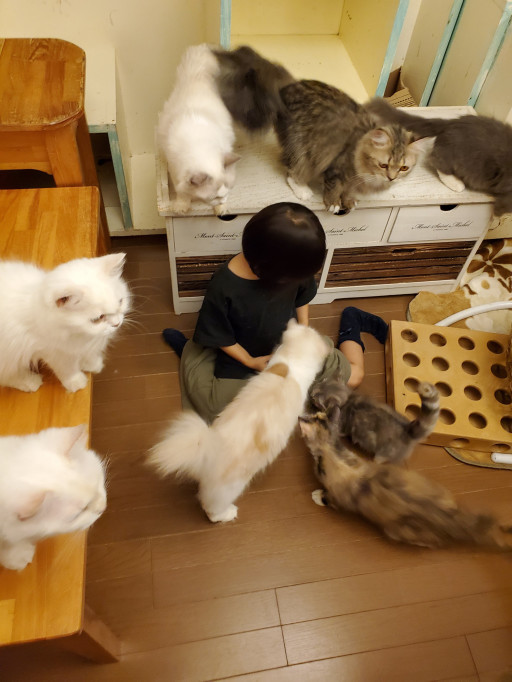 猫雑貨と猫カフェのお店 猫の手 柏