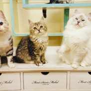 猫雑貨と猫カフェのお店 猫の手 柏 猫雑貨と猫カフェのお店 猫の手 柏